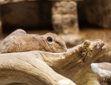 Close-up of a daman resting on a textured log indoors, showcasing natural habitat settings.